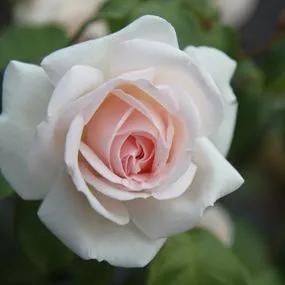Prince Jardinier Floribunda Rose (Rosa Prince Jardinier) 2